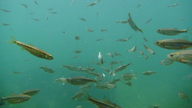 Una Canyon Paradise Bihać Zewnętrze zdjęcie